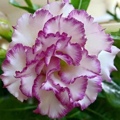 🌵 Desert Rose Bulbs - An Exotic Gem for Your Garden🌸