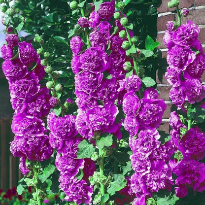 🌸 Grow a Garden That Gets Better Every Year