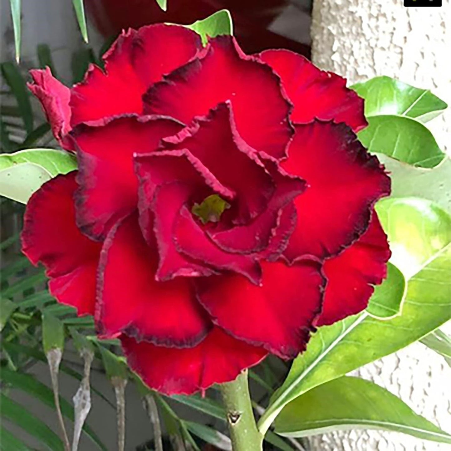 🌵 Desert Rose Bulbs - An Exotic Gem for Your Garden🌸