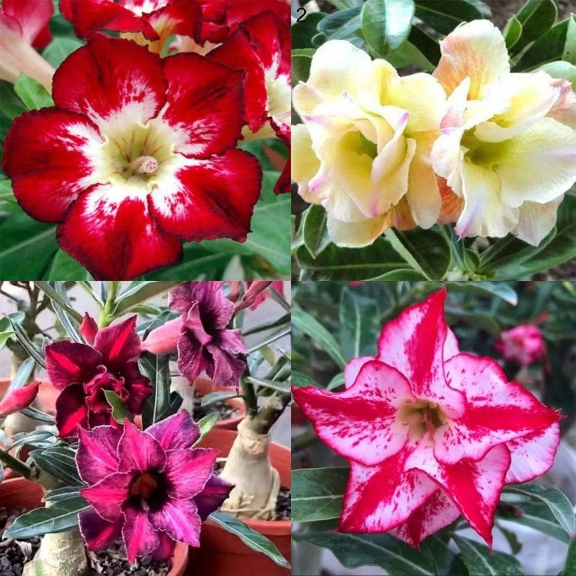 🌵 Desert Rose Bulbs - An Exotic Gem for Your Garden🌸