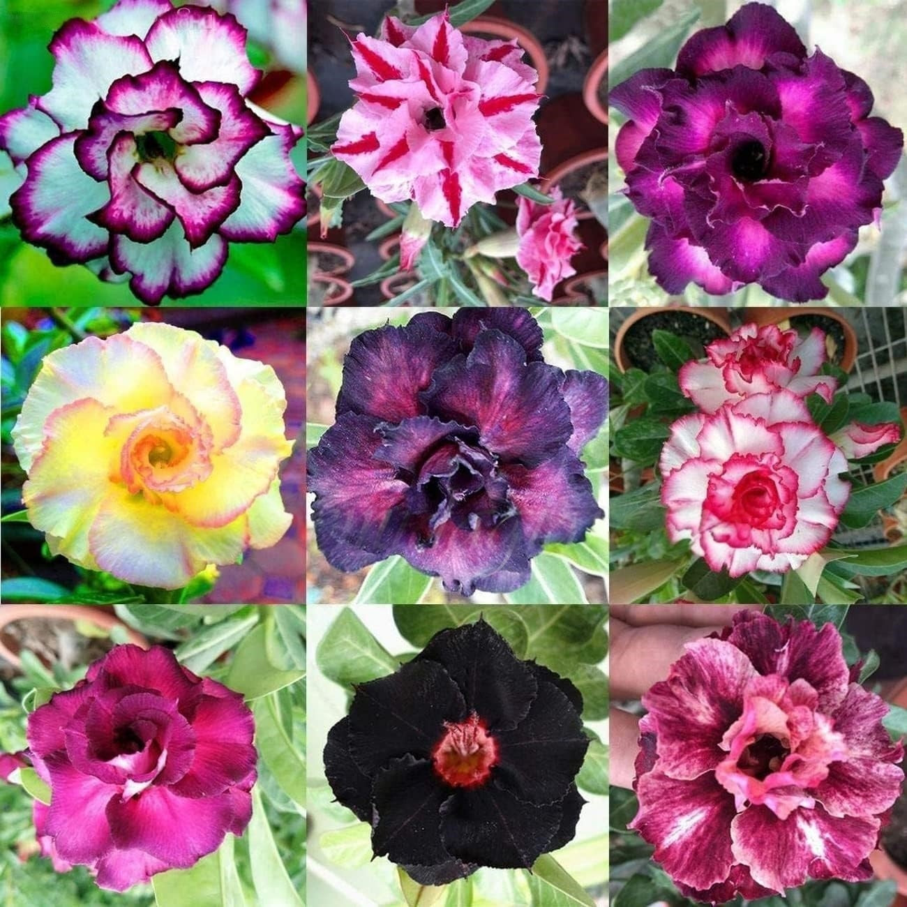 🌵 Desert Rose Bulbs - An Exotic Gem for Your Garden🌸