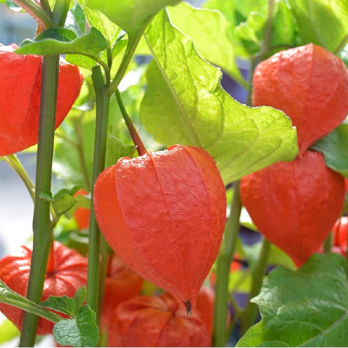 🏮Lantern Flower (Abutilon 🤩⁣) Fruit Seeds for Planting – Heirloom, Non-GMO, Easy to Grow, Annual