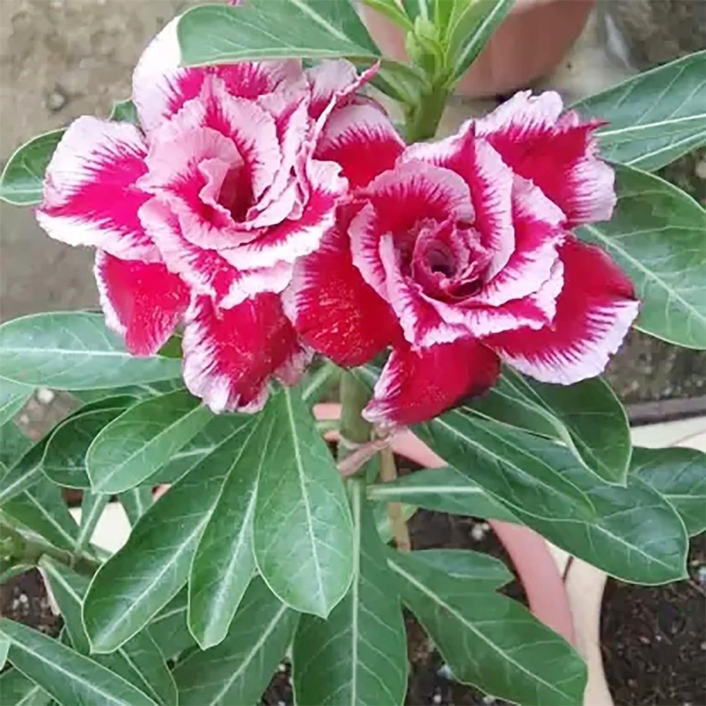 🌵 Desert Rose Bulbs - An Exotic Gem for Your Garden🌸
