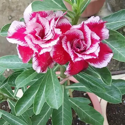 🌵 Desert Rose Bulbs - An Exotic Gem for Your Garden🌸