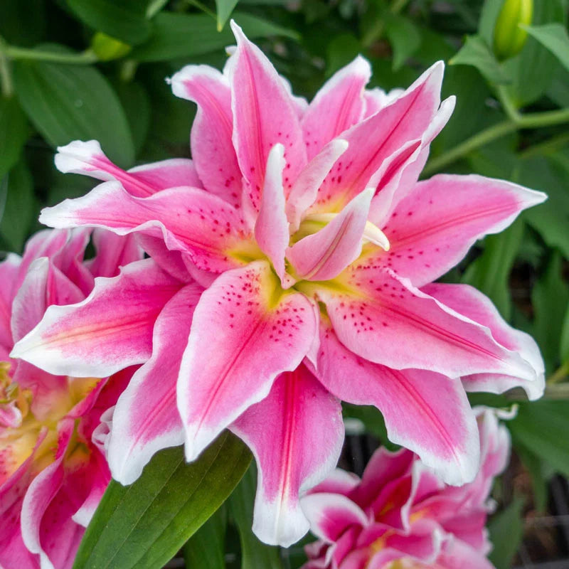 🔥 Easy care 🎁 Pink lily bulbs
