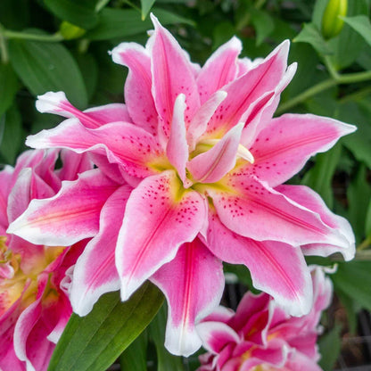 🔥 Easy care 🎁 Pink lily bulbs