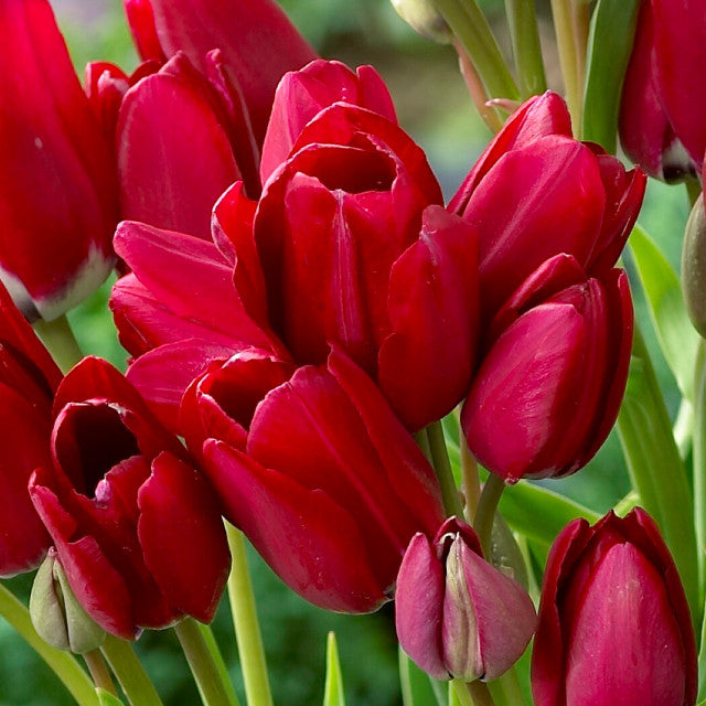 Multiflora Tulip Bulbs (Club Series)🌷 Grow in Water or Soil, Bloom Next Month