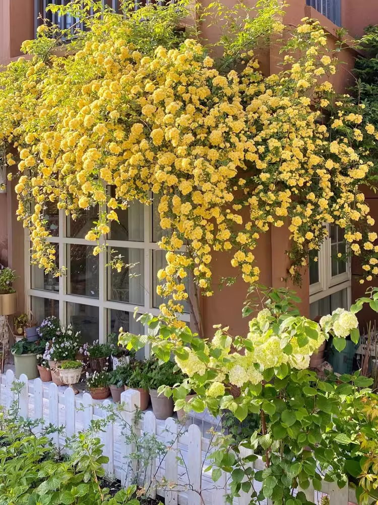 Yellow Banks Rose Seeds