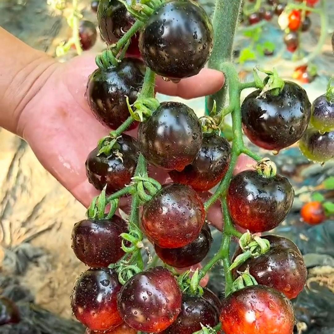🍅Black Pearl Tomato Seeds