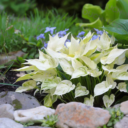 🌿Rare Premium Hosta Bulbs– Easy to grow🌸Transform Your Garden!