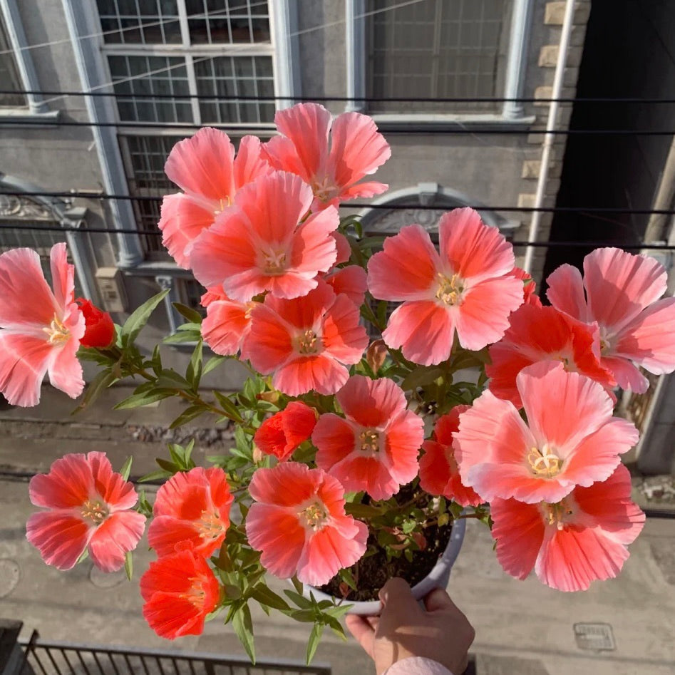 Godetia flower seeds 🌼 Clarkia amoena (Farewell-to-Spring)