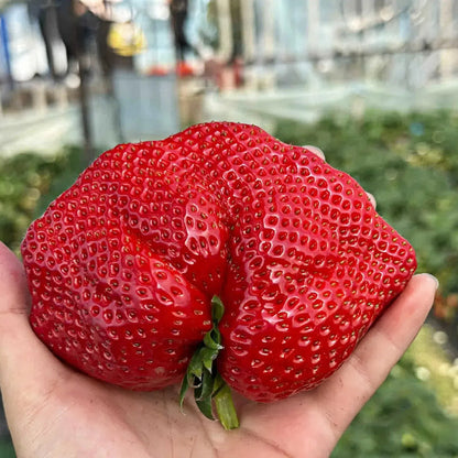 Rare Giant Strawberry Seeds 🍓 Grow Huge, Easy to grow