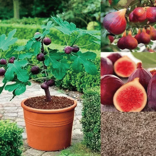 🏆65K+ SOLD!🌿Fig Seeds– Easy To Grow On Your Patio And Balcony At Home