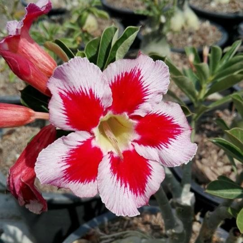 🔥Desert roses up to 50% off – Now at a Discount!🎁 😍Loves to bloom, long flowering period 🌵 Desert Rose