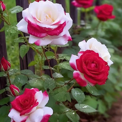 This Rose Doesn’t Look Real… But It Is ❤️🤍 Two Colors. One Breathtaking Bloom.