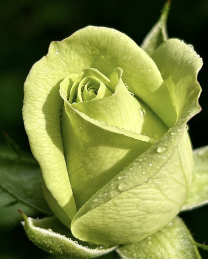 🌹🌹🌹Transform Any Space Into a Luxury Rose Garden — Instantly