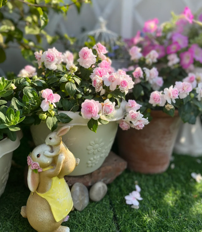 Premium Double Impatiens Seeds — Lush Double Petal Flowers for Containers🌸