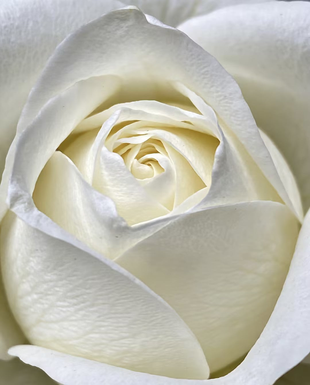 🌹🌹🌹Transform Any Space Into a Luxury Rose Garden — Instantly