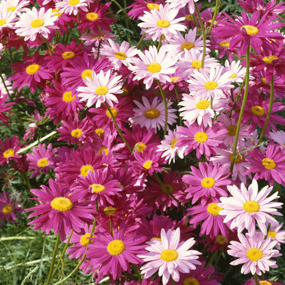 ❌️🦟Mixed Color Pyrethrum Daisies for a Healthier Garden 🌸