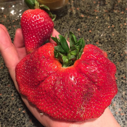 Rare Giant Strawberry Seeds 🍓 Grow Huge, Easy to grow