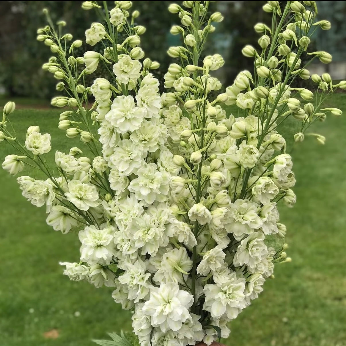 💙Grow Tall, Elegant Delphinium Flowers for a Dreamy Cottage Garden