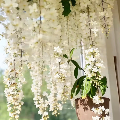 🌸Weeping Jasmine Seeds – Create a Fragrant Floral Waterfall at Home🌿❄️