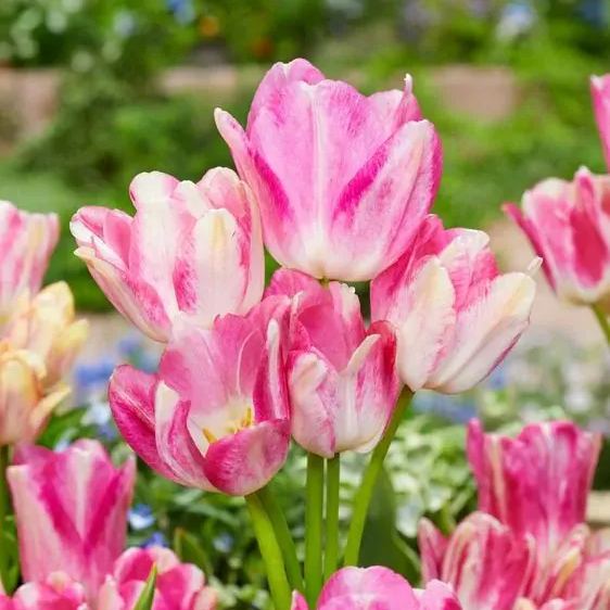 Multiflora Tulip Bulbs (Club Series)🌷 Grow in Water or Soil, Bloom Next Month