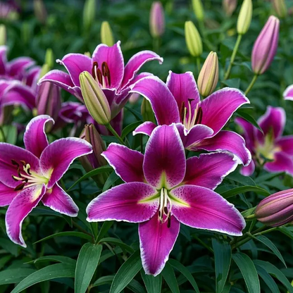 Black Magic Lily🌺Perfume Lily Bulbs✨Fast Blooming&Perfect for Beginners