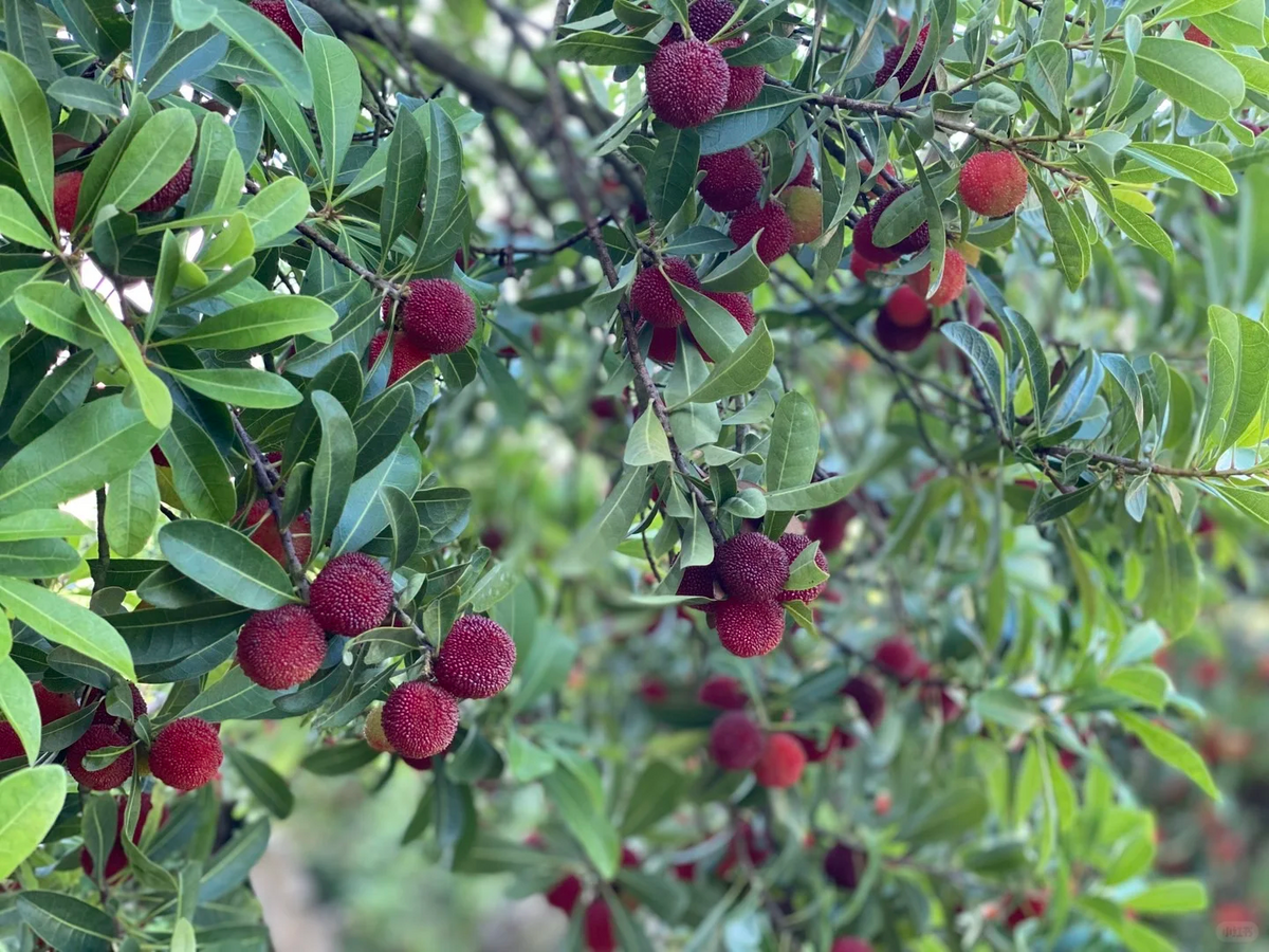 Giant Bayberry: Ping-Pong Ball Size, ⭐Strawberry-Cherry Fusion Flavor