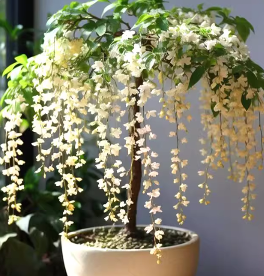 🌸Weeping Jasmine Seeds – Elegant Cascading Blooms for a Soft, Romantic Garden🌿❄️