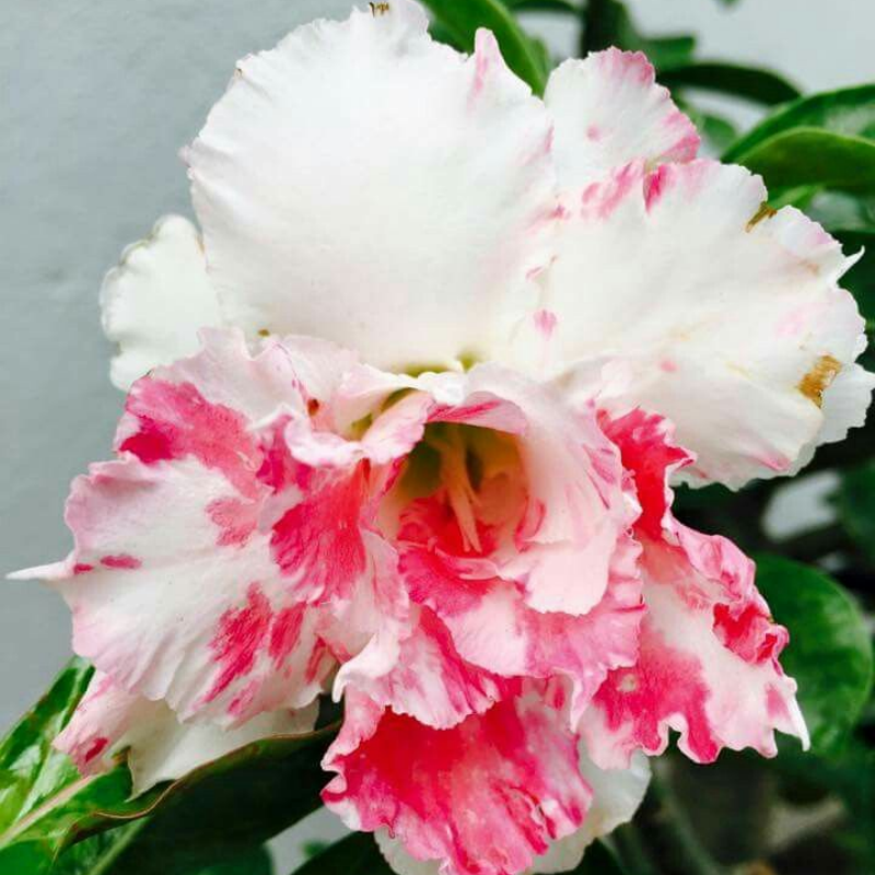 🔥Desert roses up to 50% off – Now at a Discount!🎁 😍Loves to bloom, long flowering period 🌵 Desert Rose