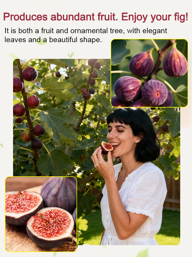 [100 pcs] Fig Seeds – Non-GMO, Easy to Grow, Sweet Juicy Fruit for Balcony, Backyard & Home Garden Planting, All Season Growing
