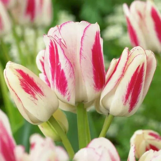 Multiflora Tulip Bulbs (Club Series)🌷 Grow in Water or Soil, Bloom Next Month