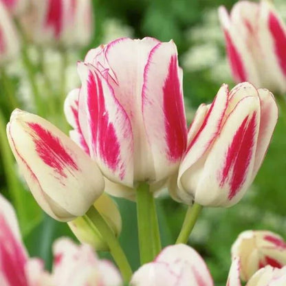 Multiflora Tulip Bulbs (Club Series)🌷 Grow in Water or Soil, Bloom Next Month