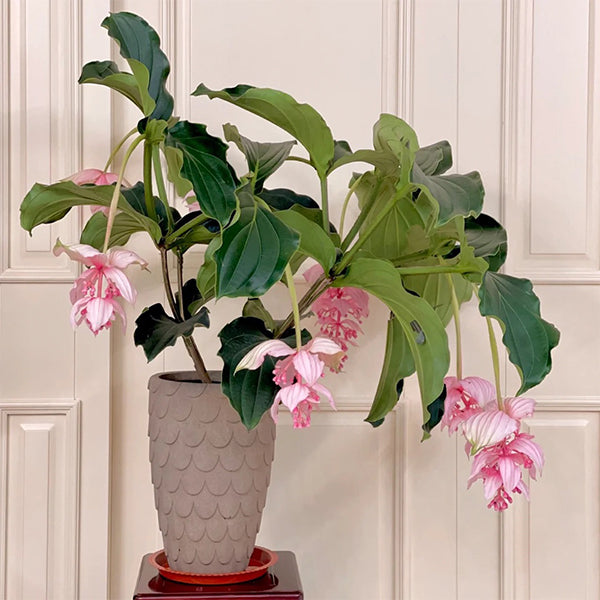 🌸Medinilla Magnifica Flower Seeds🪴