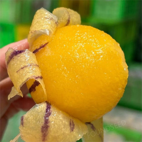 🍐🍐Pepino Melon Seeds