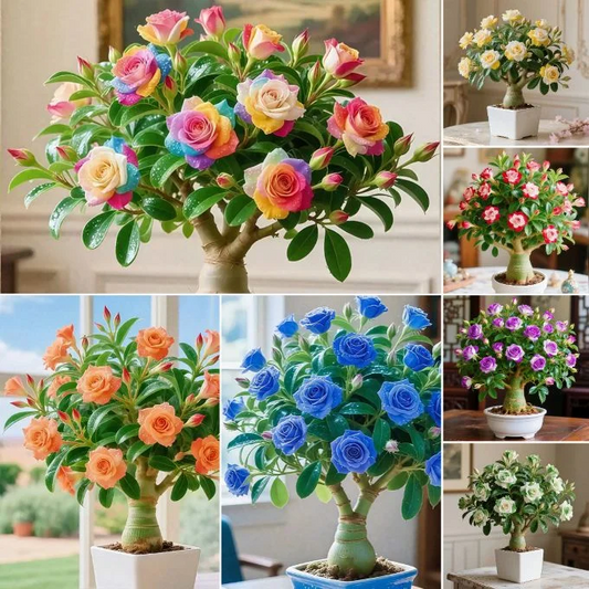 🌵🌺Rare Desert Rose Bulbs🌱Easy To Grow On Your Patio And Balcony At Home