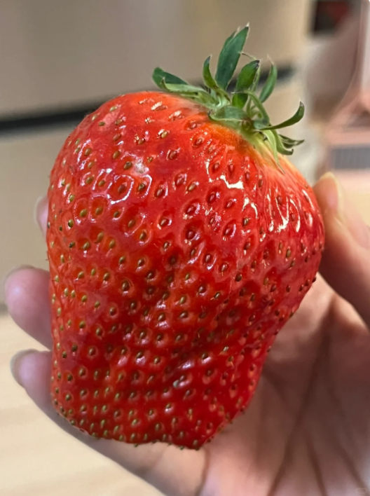 Rare Giant Strawberry Seeds 🍓 Grow Huge, Easy to grow