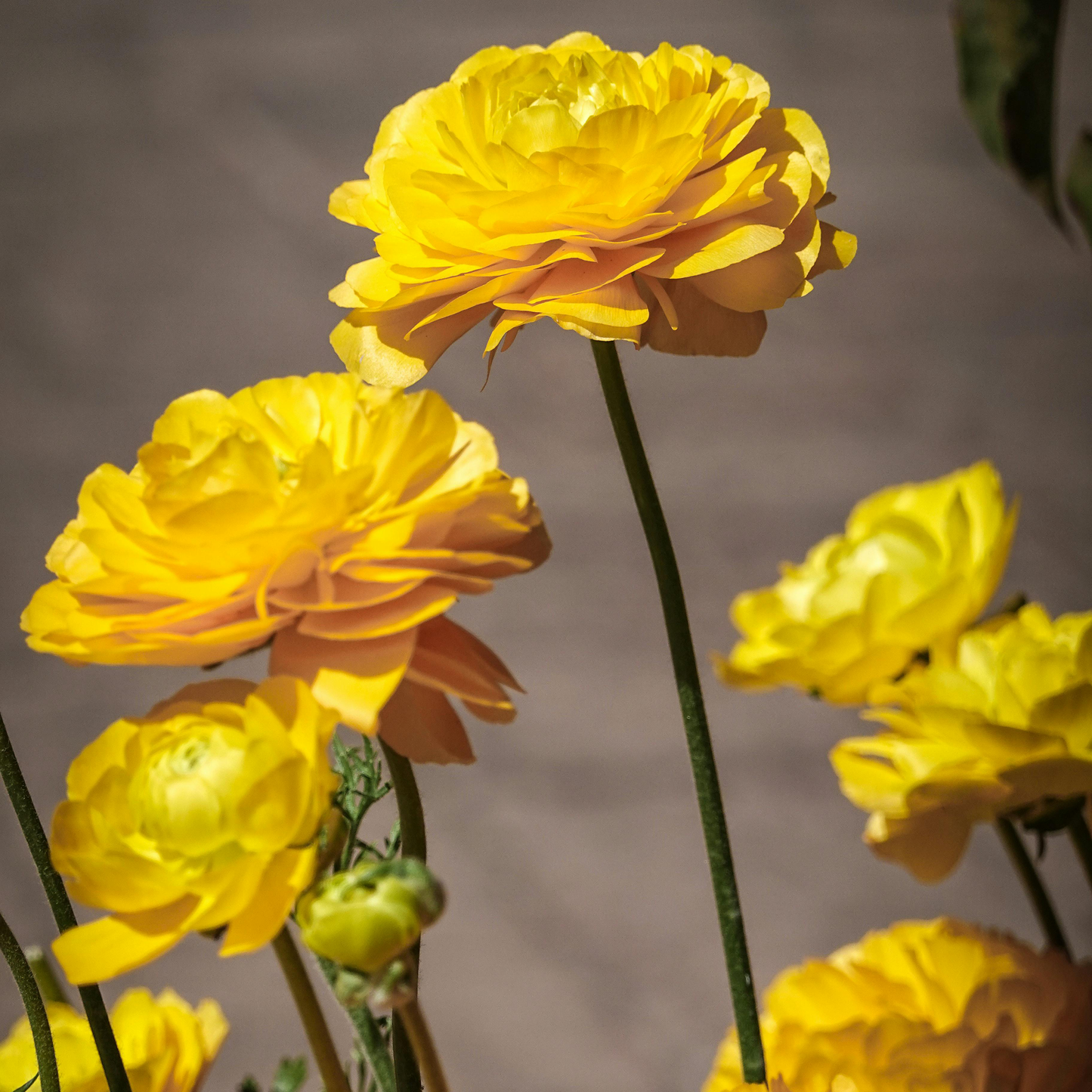 🌸Ranunculus Seeds – 💜Grow Elegant, Rose-Like Blooms in Your Own Garden