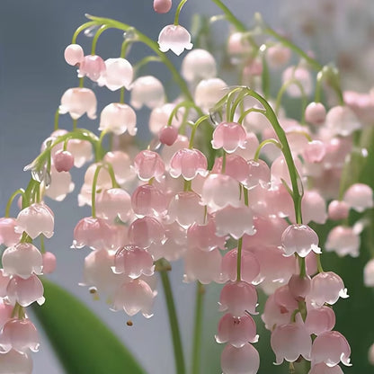 🎐♡Lily of the Valley—Happiness Arrives
