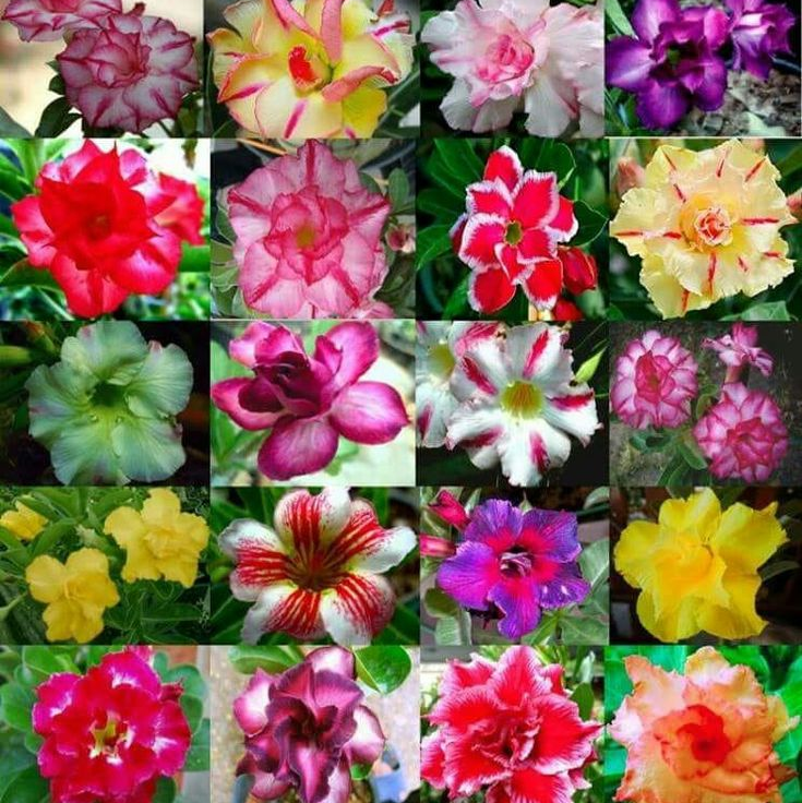 🌵⁺♡₊Bring Exotic Desert Rose Beauty Into Your Garden