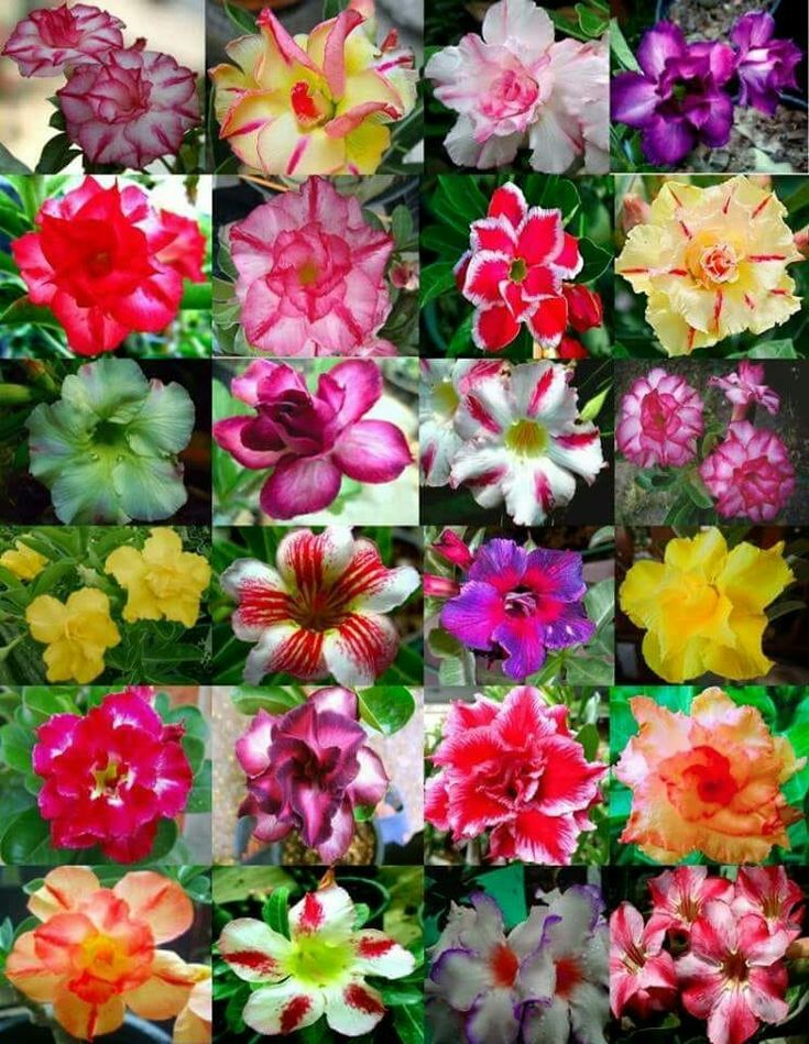 🔥Desert roses up to 50% off – Now at a Discount!🎁 😍Loves to bloom, long flowering period 🌵 Desert Rose