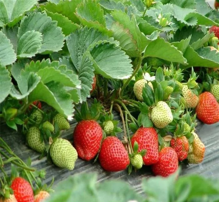All-Year-Round Creamy Strawberry Seeds🍓