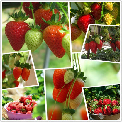 All-Year-Round Creamy Strawberry Seeds🍓