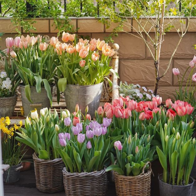 🌷‎⋆. ݁Create a Garden Full of Elegant Tulips