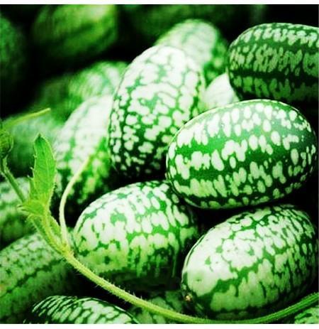 🍉RARE SEEDS THUMB WATERMELON SEEDS