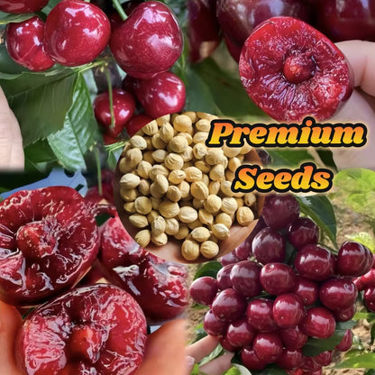 𝜗𝜚🍒ᝰ.ᐟStar your garden with premium Chilean Cherry Seeds for healthy growth and consistent yields 🌿