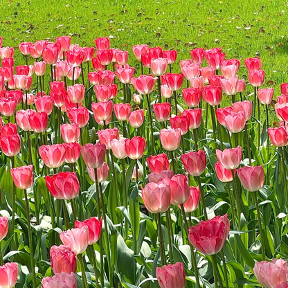 🌷‎⋆. ݁Create a Garden Full of Elegant Tulips