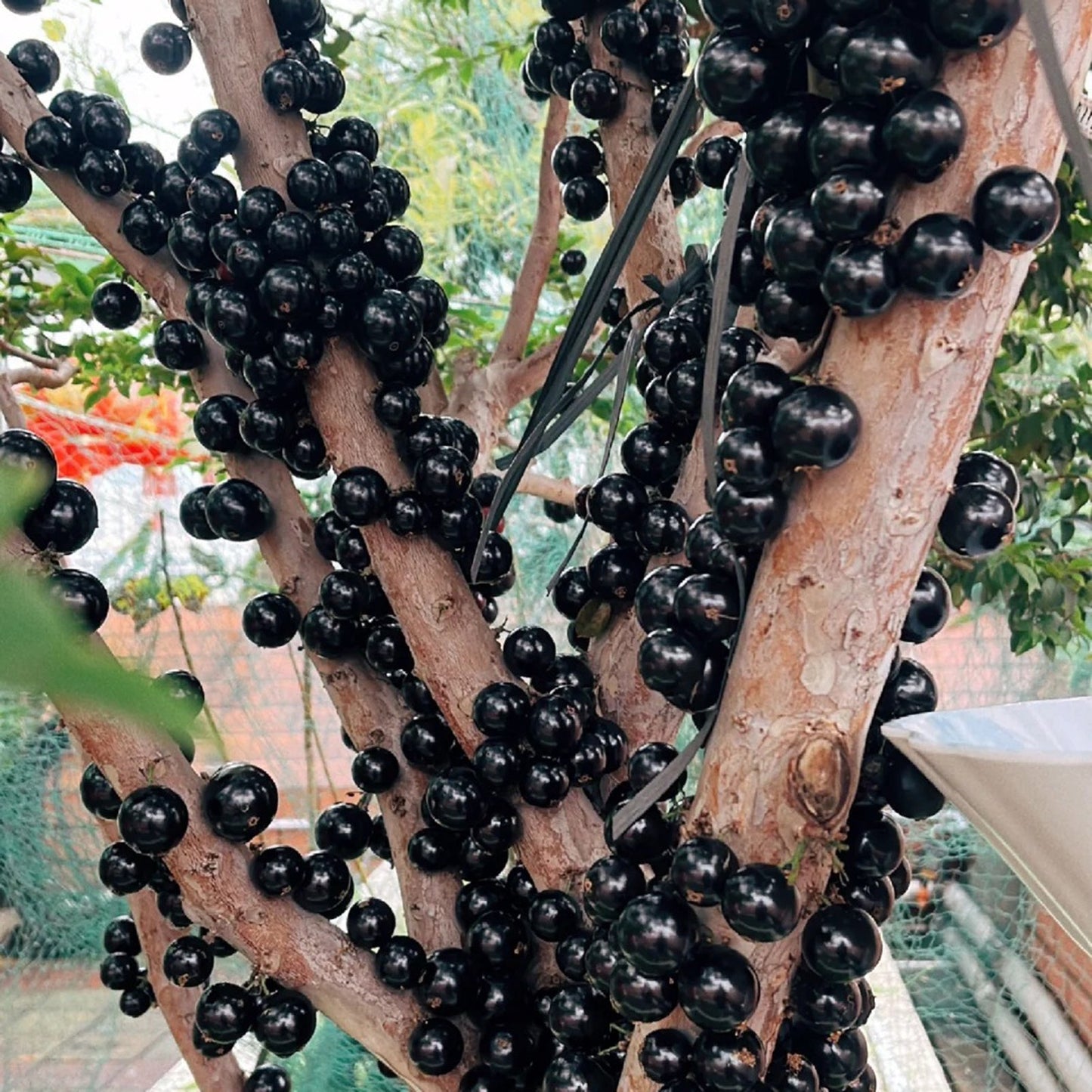 Grapes that Grow on Trees! 🌳🍇 Jaboticaba Heirloom Tree Seeds