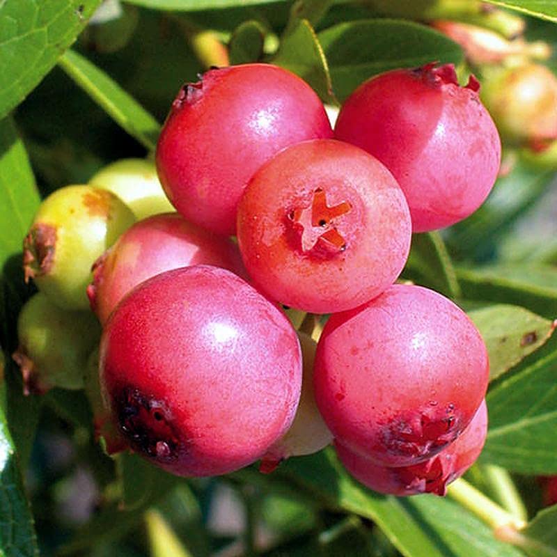 Pink Bliss Blueberry Seeds – Rare Pink Berries with Extra Sweet Flavor, Perfect for Home Gardens